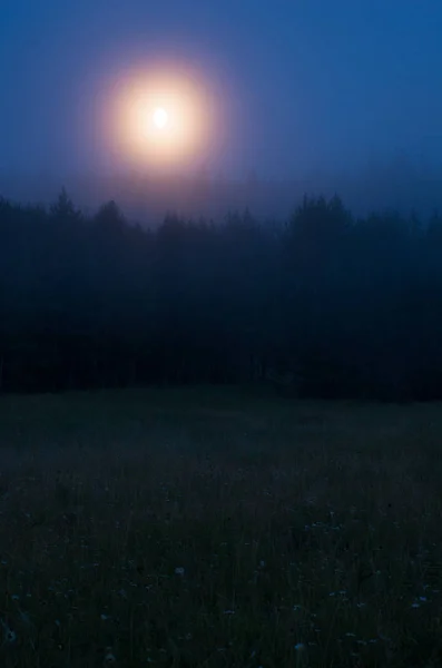 Night Forest Moon — Stock Photo, Image