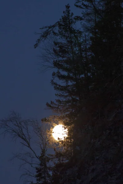Φεγγάρι Μέσα Από Τις Κορώνες Των Δέντρων — Φωτογραφία Αρχείου
