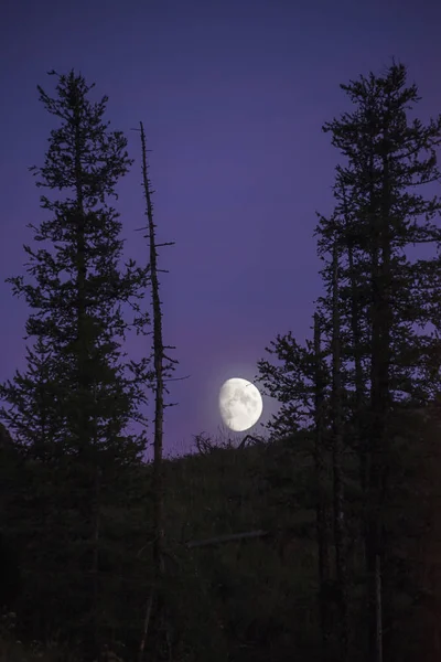 月亮穿过树冠 — 图库照片