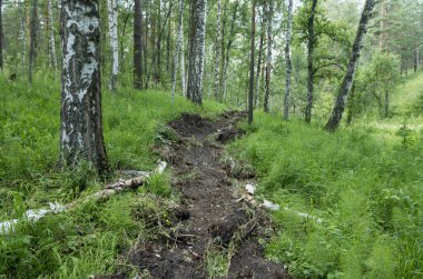 Güney Ural Taiga 'da yangın..