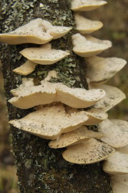 Ağaçtaki asalak mantarlar.