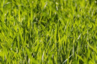 Tarım endüstrisi. Buğdayın filizlenmesi.