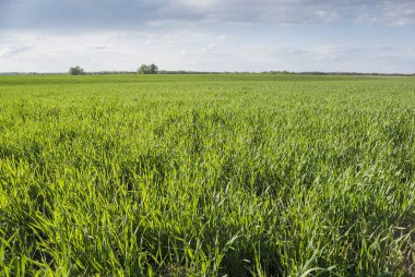 Tarım endüstrisi. Buğdayın filizlenmesi.