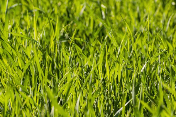 Tarım endüstrisi. Buğdayın filizlenmesi.