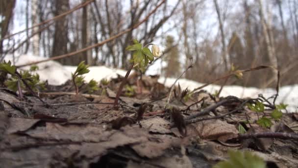 Anemone Anemone Nemorosa Fiore Margini Del Bosco — Video Stock