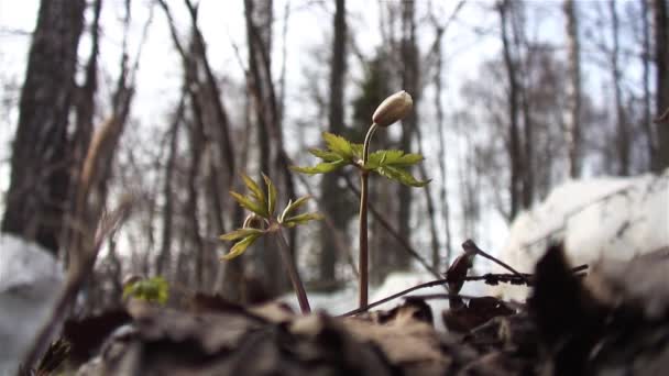 森の端に木のアネモネ アネモネのネモロサ を咲かせる — ストック動画