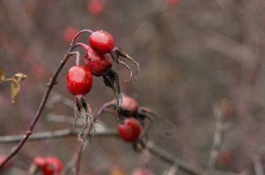 Rose Hips sonbaharda.