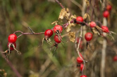 Rose Hips sonbaharda.