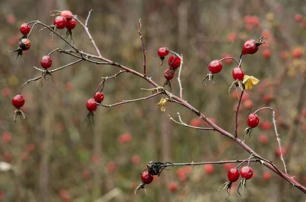 Rose Hips Fall — Stock Photo, Image