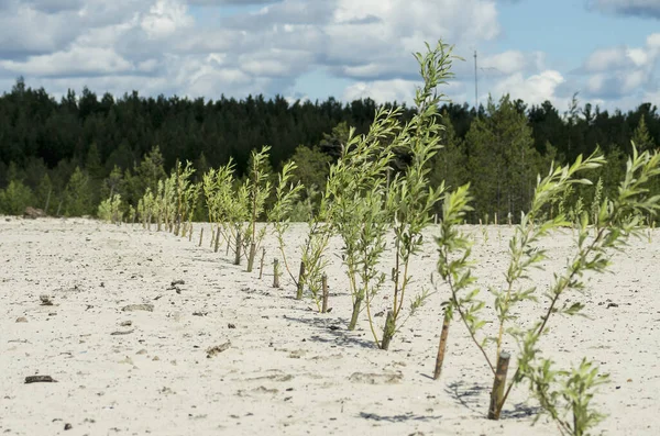 Bir petrol üretim sahasının ıslahı. Söğüt fideleri ekiyorum..