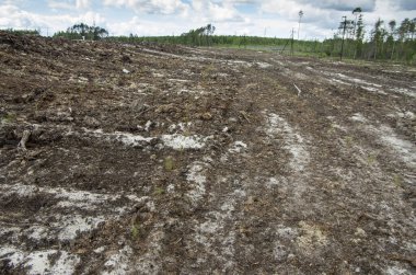Bir petrol üretim sahasının ıslahı. Çam fideleri dikiyorum..