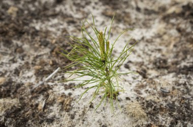 Bir petrol üretim sahasının ıslahı. Çam fideleri dikiyorum..