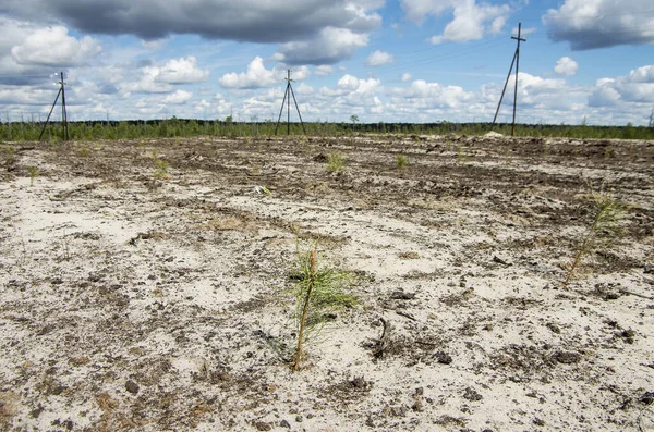 Reclamación Sitio Producción Petróleo Plantar Plántulas Pino — Foto de Stock