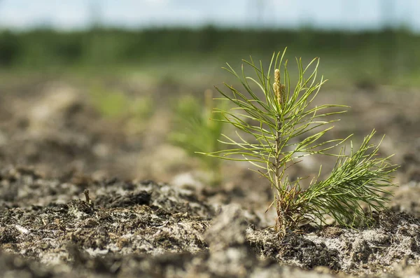 Reclamación Sitio Producción Petróleo Plantar Plántulas Pino — Foto de Stock