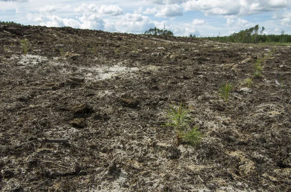 Reclamación Sitio Producción Petróleo Plantar Plántulas Pino — Foto de Stock