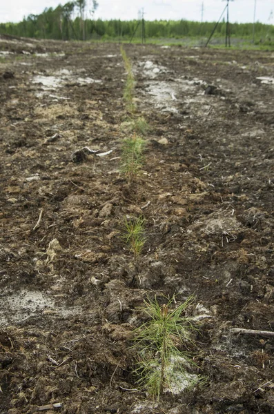 Reclamación Sitio Producción Petróleo Plantar Plántulas Pino — Foto de Stock