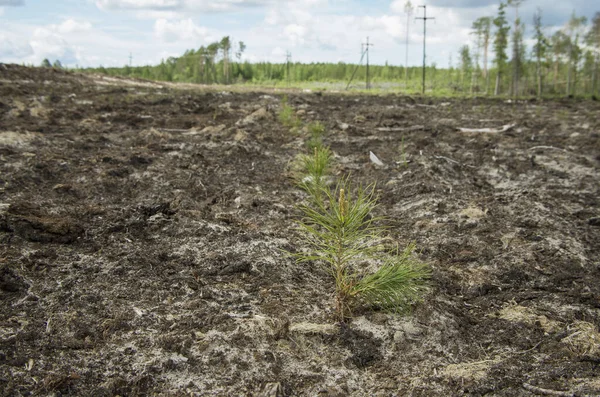 Reclamación Sitio Producción Petróleo Plantar Plántulas Pino — Foto de Stock