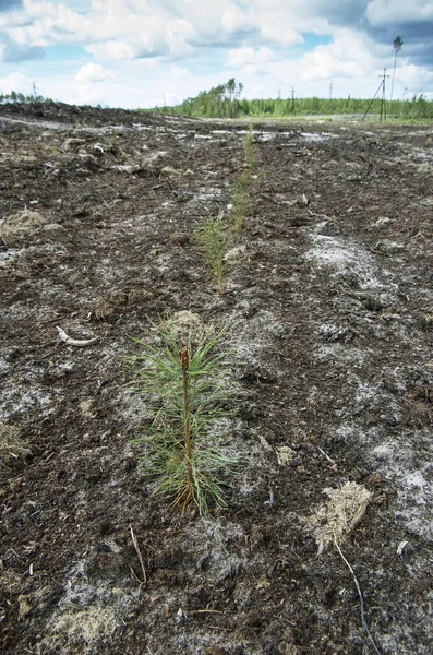 Reclamación Sitio Producción Petróleo Plantar Plántulas Pino — Foto de Stock