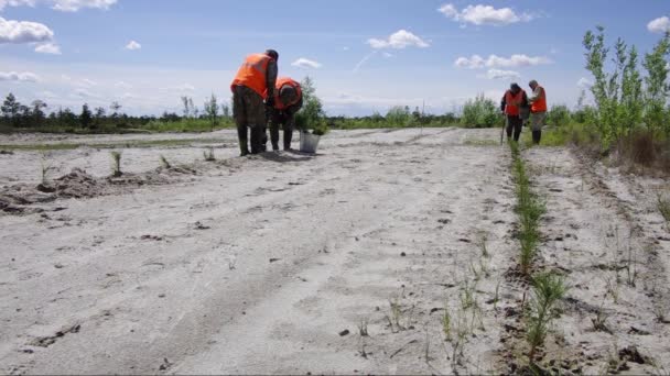 Bir Petrol Üretim Sahasının Islahı Çam Fideleri Dikiyorum — Stok video