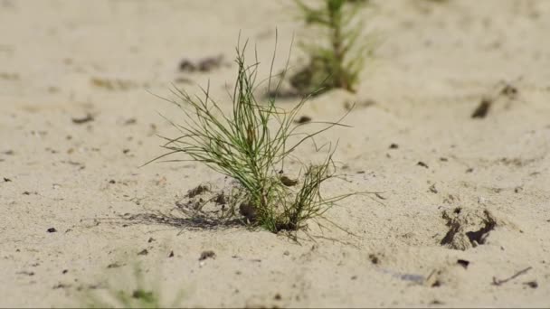 Sanierung Einer Ölförderstätte Pflanzung Von Kiefernsetzlingen — Stockvideo