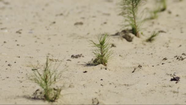 Reclamatie Van Een Aardolieproductielocatie Pijnboompitten — Stockvideo