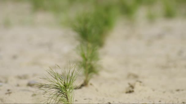 Sanierung Einer Ölförderstätte Pflanzung Von Kiefernsetzlingen — Stockvideo