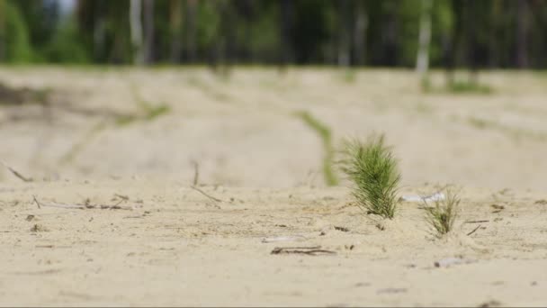 石油生産現場の再現 松の実生を植える — ストック動画