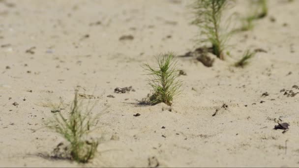 Sanierung Einer Ölförderstätte Pflanzung Von Kiefernsetzlingen — Stockvideo