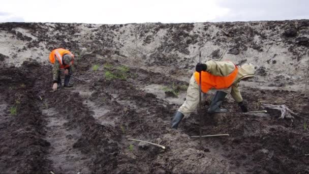 Reclamación Sitio Producción Petróleo Plantar Plántulas Sauce — Vídeos de Stock