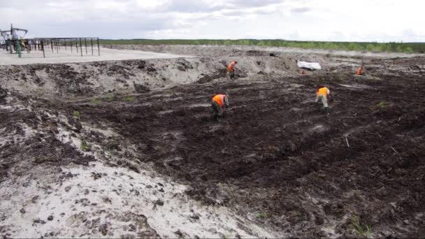 石油生产基地的填海 种植柳树幼苗 — 图库视频影像