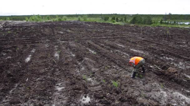 石油生産現場の再現 柳の苗を植える — ストック動画