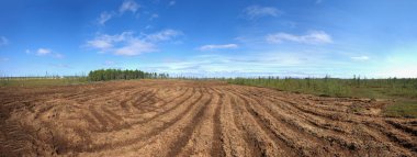 Reclamation of an oil production site. Panorama of the swamp after mulching. clipart