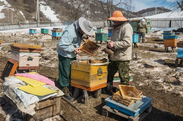 Méhészek Megvizsgálják Kaptárakat Telelés Után Felkészítik Őket Szezonra — Stock Fotó