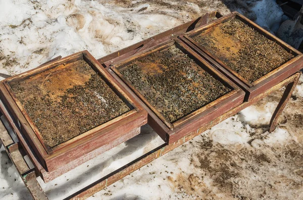 Koloni çöküş bozukluğu: Kışın ölen arılar. Varroz.