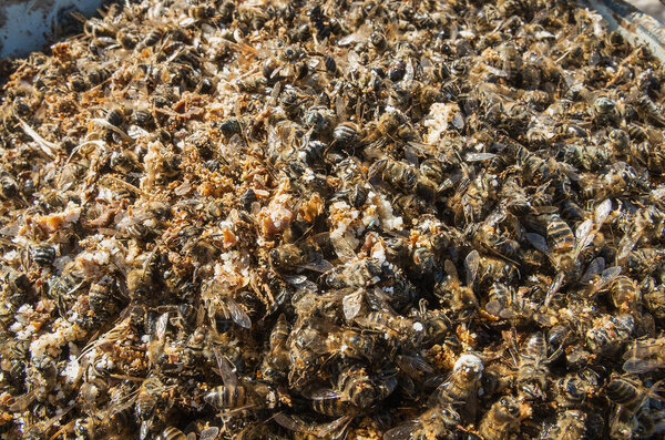 Colony collapse disorder: dead bees after wintering. Varroosis.