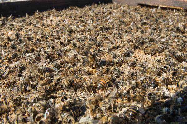 Colony collapse disorder: dead bees after wintering. Varroosis.