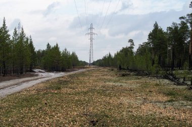 Orman yönetimi: elektrik hatları için açıklık temizleniyor.