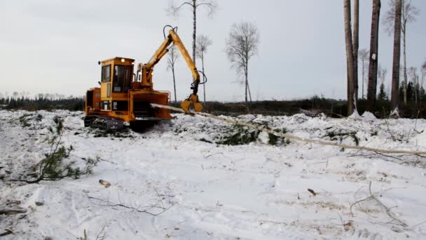 Explotación Forestal Limpiar Sitio Tala Las Ramas Invierno Bandido 2090 — Vídeos de Stock