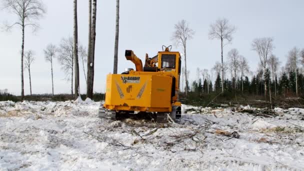 森林開発 冬に枝から落ちた場所をきれいにする 仕事中のバンディット2090チッパー — ストック動画