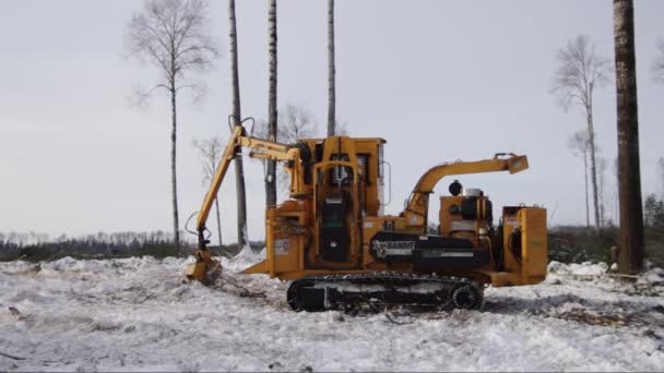 Forest Exploitation Clearing Felling Site Branches Winter Bandit 2090 Chipper — Stock Video