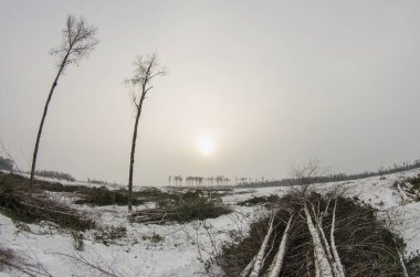 Kereste kesimi. Kışın ormanların yok edileceği yer..