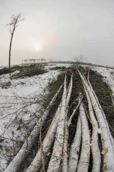 砍伐木材 冬季森林砍伐的地点 — 图库照片