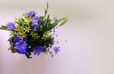 Beyaz zemin üzerinde mavi ve sarı bahar çiçekleri. Campanula'lar, üstten görünüm küçük bir temiz buket.