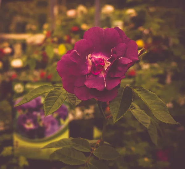 Plum Rose Dans Jardin Belle Fleur Sur Fond Lit Fleurs — Photo