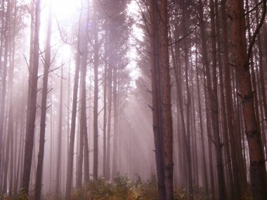 Fantezi firefly ışıklar büyülü güneş ışığı masal sisli ormanın içinde.