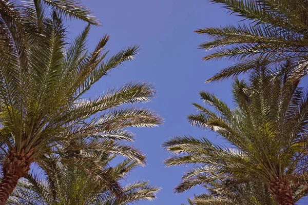 Palma kokosowa z niebieskim niebem, retro i vintage ton. — Zdjęcie stockowe