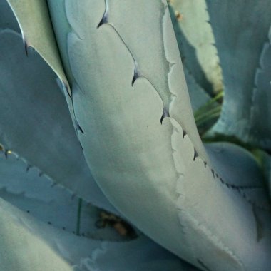 Güzel mavi-yeşil bir agav kaktüs