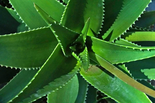Розташування сукулентів або кактусових сукулентів, над або зверху — стокове фото