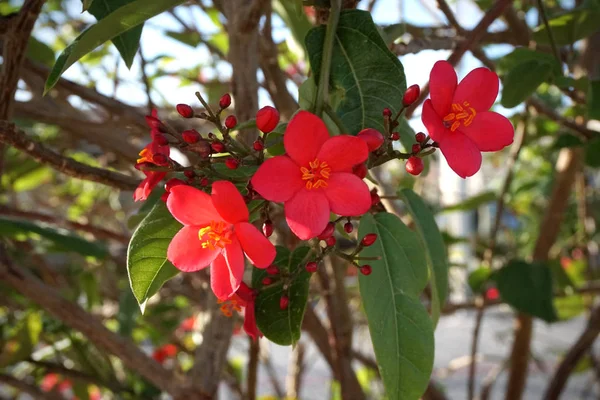 Fleurs rouges à fourrure d'eucalyptus, arbres à fleurs d'Israël. Gros plan, focus sélectionné — Photo