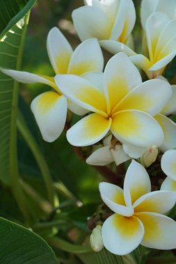 Frangipani çiçek portre. Egzotik Plumeria Spa çiçek yaprak yeşil tropikal arka plan üzerinde. Güzel kokulu flosers, Aromaterapi